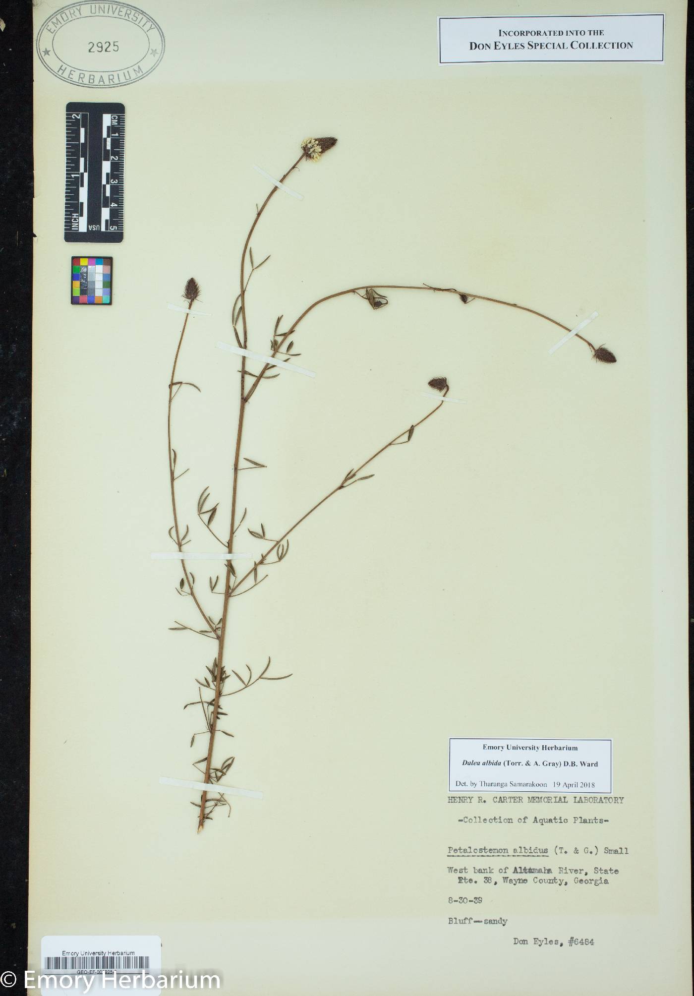 Dalea albida image