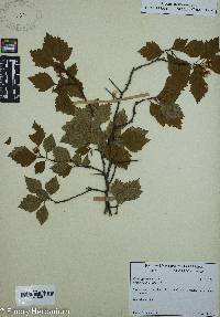 Crataegus flava image