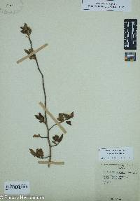 Crataegus uniflora image