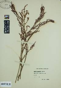 Rumex hastatulus image