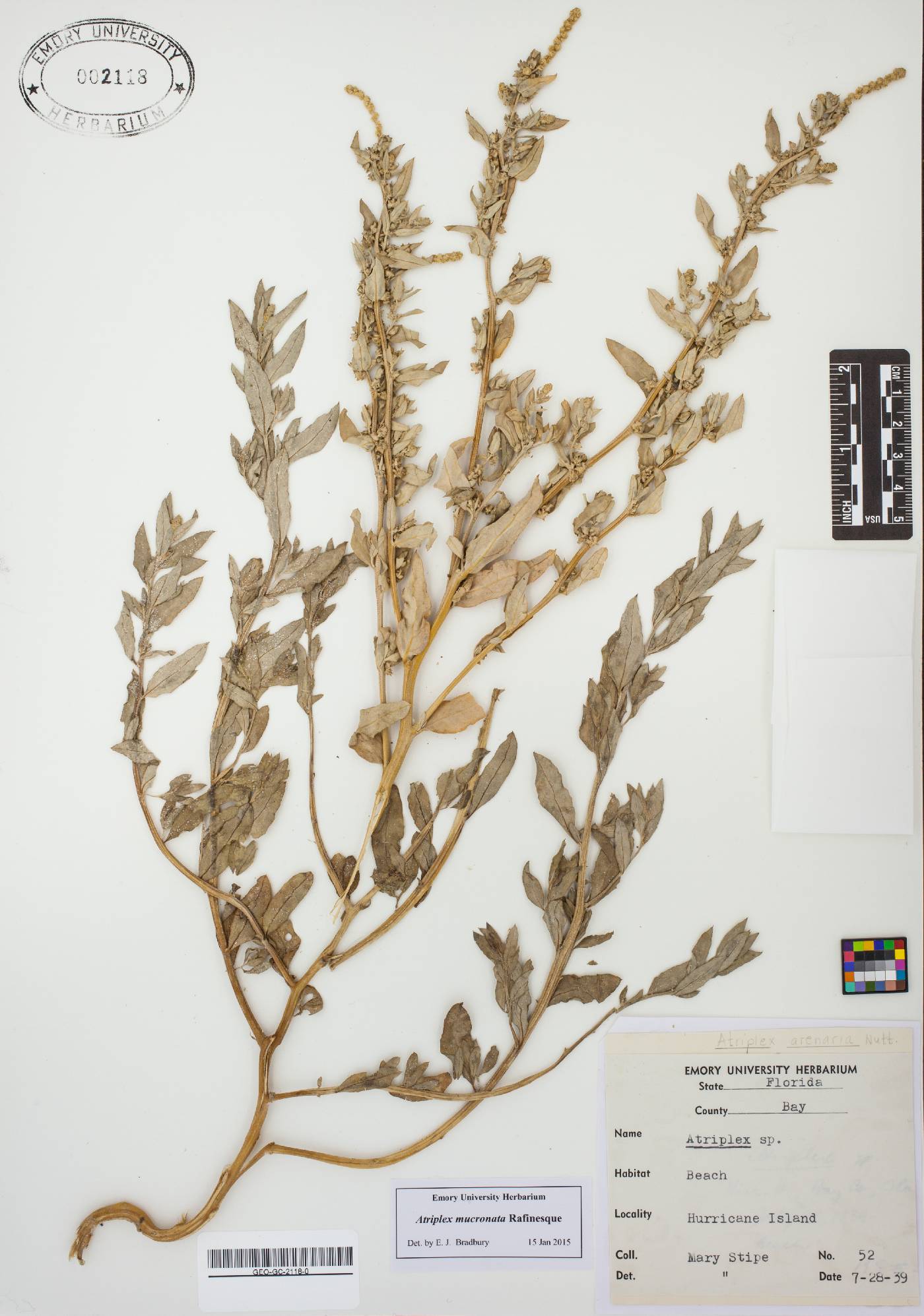 Atriplex mucronata image