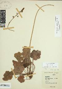 Heuchera americana image