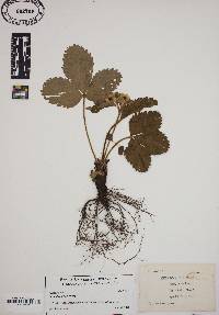 Fragaria vesca image