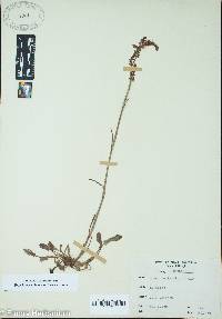 Rumex hastatulus image