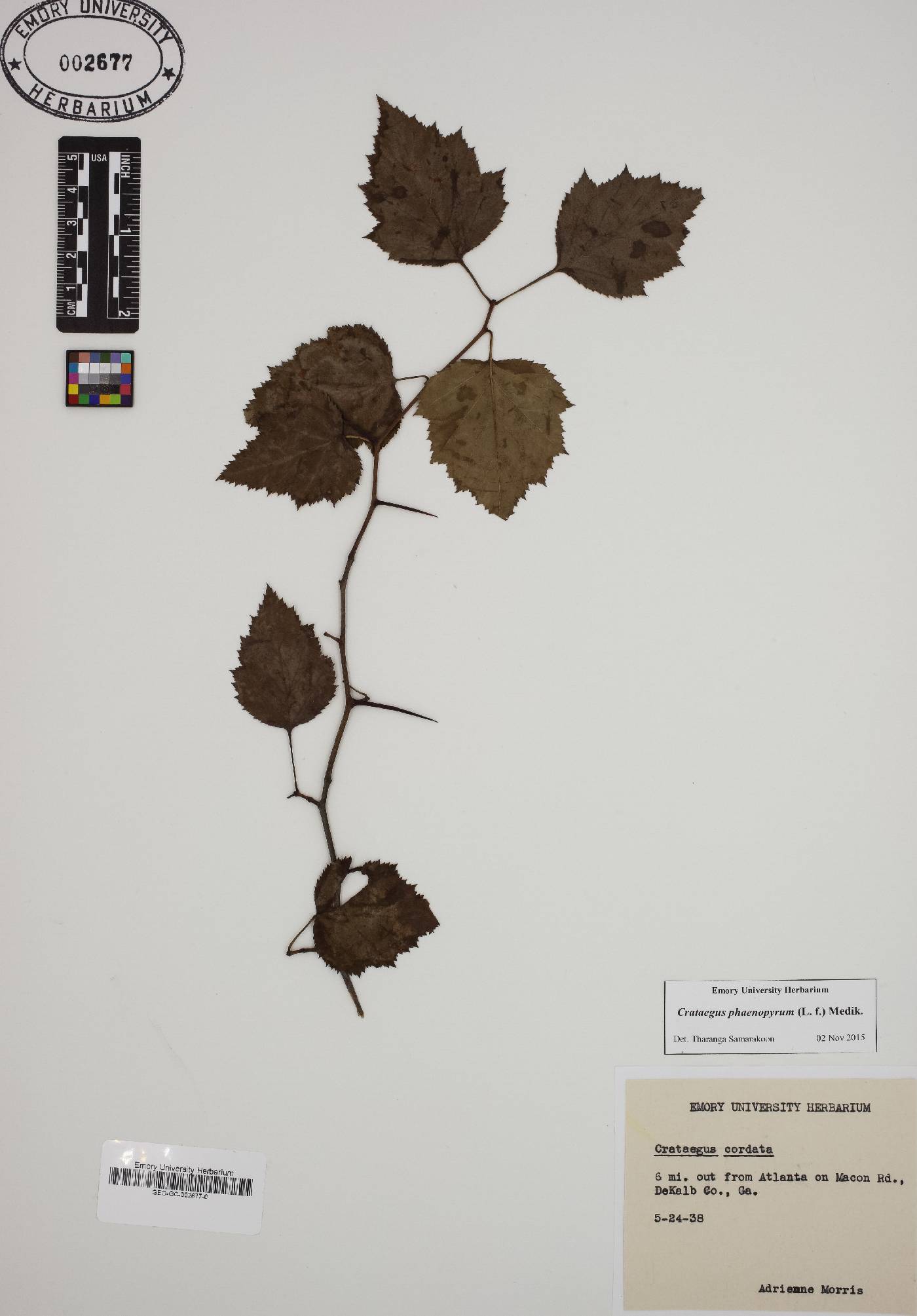 Crataegus phaenopyrum image