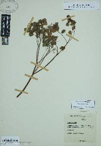 Thalictrum dioicum image