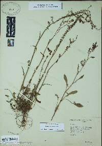 Rumex hastatulus image