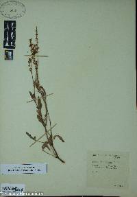 Rumex hastatulus image