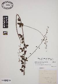 Desmodium ciliare image