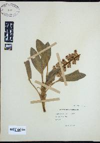 Lupinus villosus image