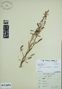 Rumex hastatulus image