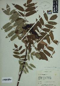 Sorbus americana image