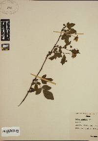 Rubus argutus image