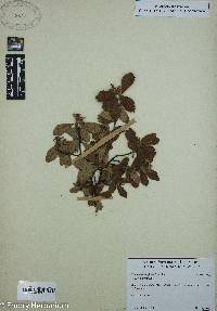 Crataegus uniflora image