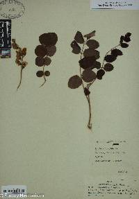 Robinia hispida image