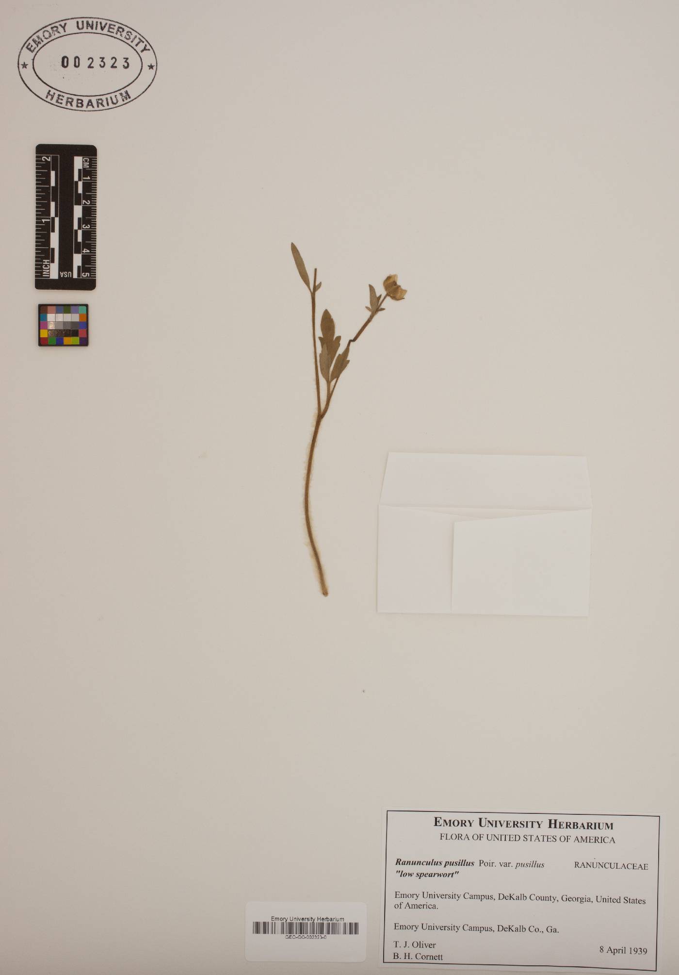 Ranunculus pusillus var. pusillus image