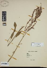 Rumex hastatulus image