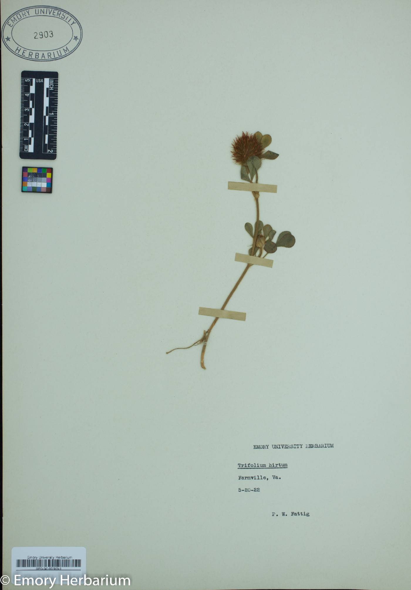 Trifolium hirtum image