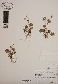 Potentilla canadensis image