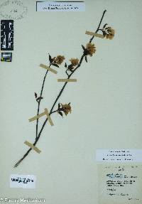 Amelanchier canadensis image