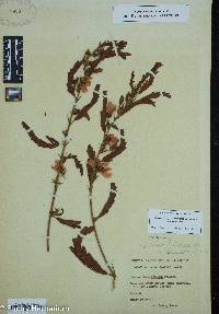 Chamaecrista fasciculata var. fasciculata image