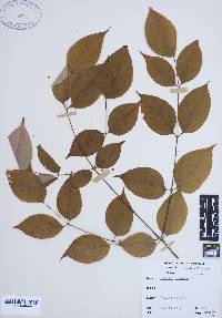 Aralia spinosa image