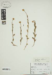 Polygala lutea image