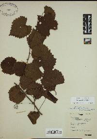 Vitis rotundifolia image