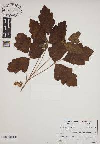 Toxicodendron pubescens image