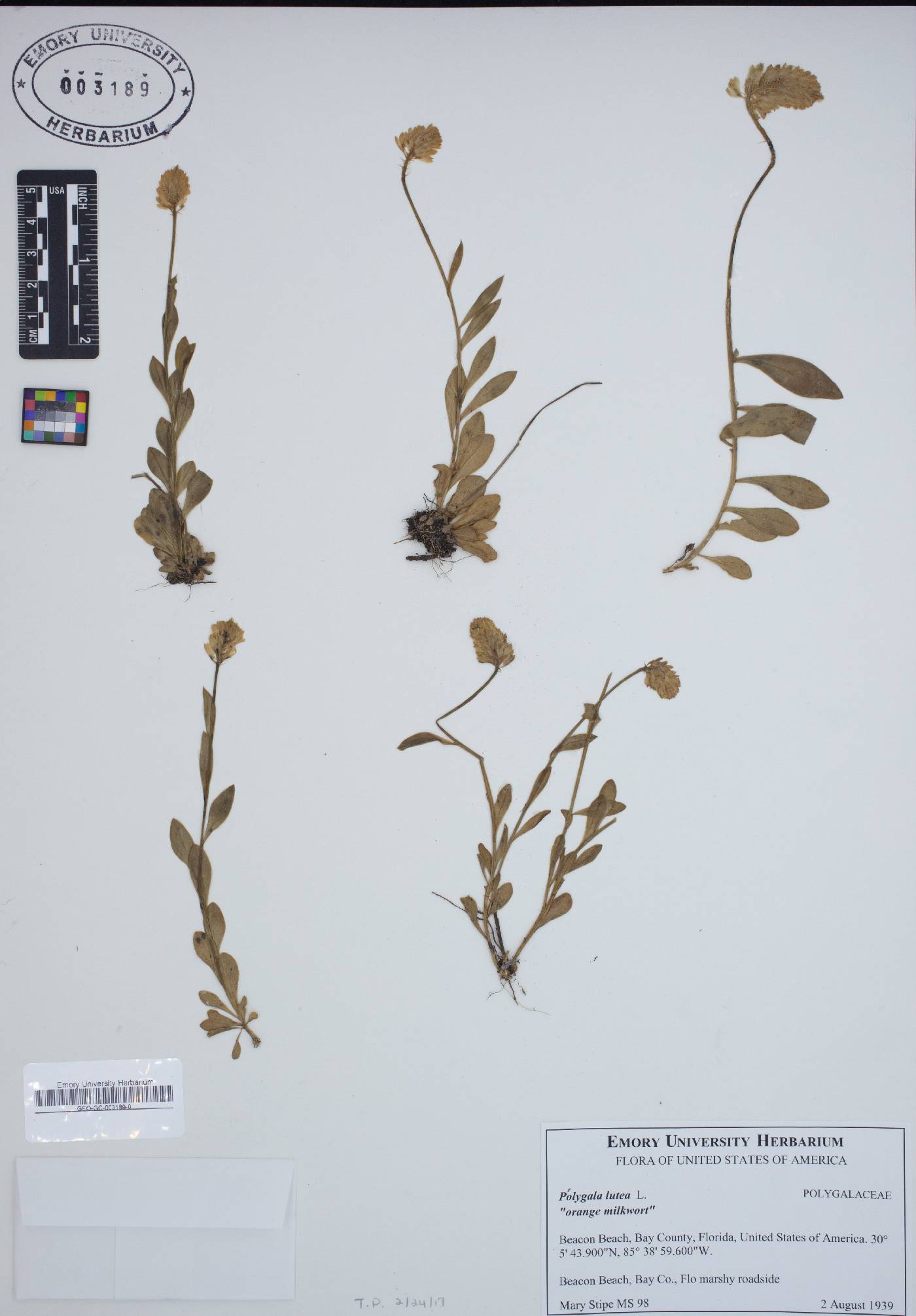 Polygala lutea image