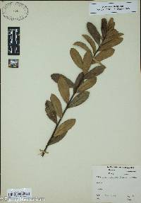 Ilex coriacea image