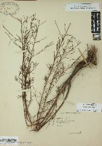 Ludwigia linearis image