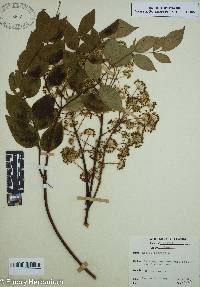 Aralia spinosa image