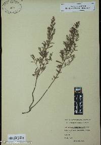 Image of Helianthemum rosmarinifolium