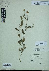 Polygala lutea image