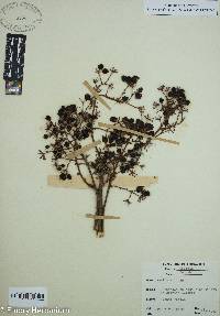 Aralia spinosa image