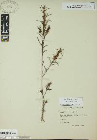 Ludwigia linearis image