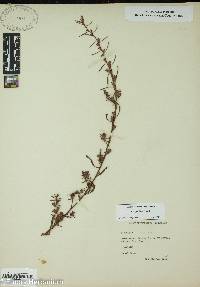 Ludwigia linearis image