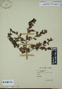 Ilex vomitoria image