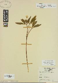 Viola pubescens var. scabriuscula image