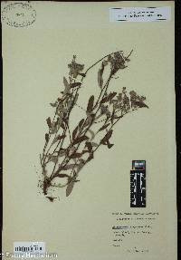 Helianthemum corymbosum image