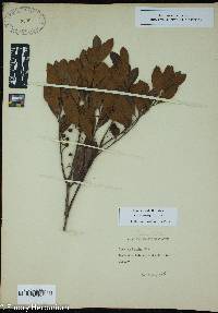 Ilex vomitoria image