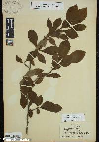 Ilex montana image