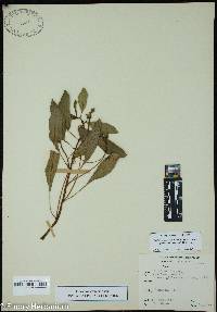 Ludwigia peploides image