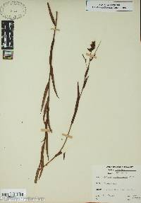 Ludwigia suffruticosa image