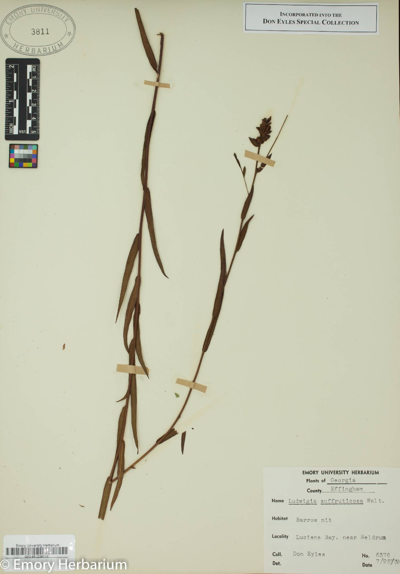 Ludwigia suffruticosa image