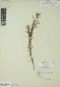 Ludwigia linearis image