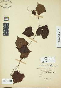 Vitis rotundifolia image