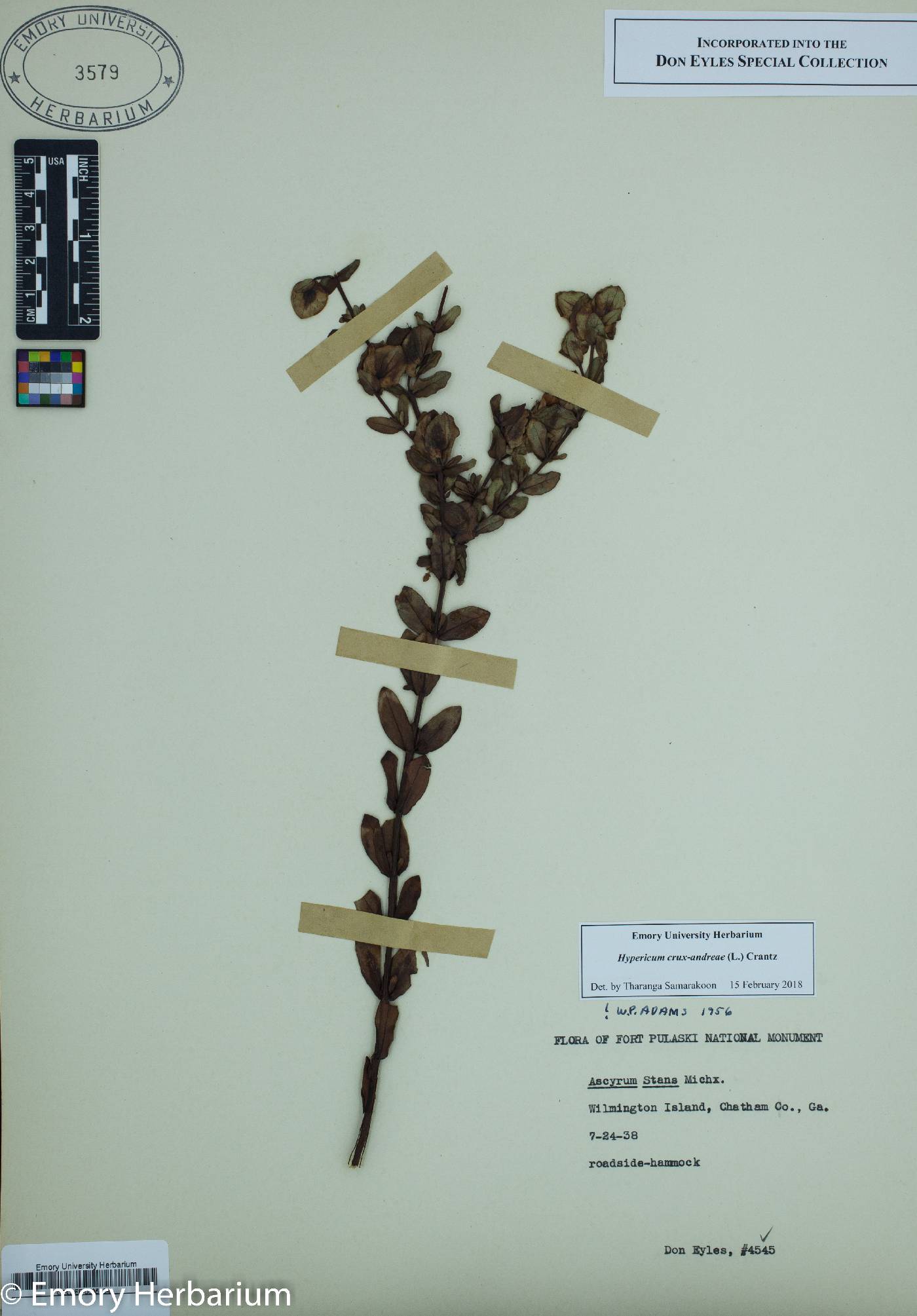 Hypericum crux-andreae image