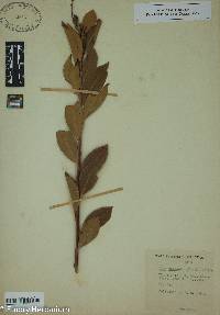 Ilex coriacea image